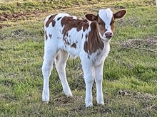 Dusty Ringer x Catchit Blue star heifer