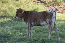 MML MAX’S SIDEKICK STEER