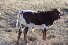 MML Blaze Steer