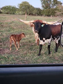 Jasmine Heifer